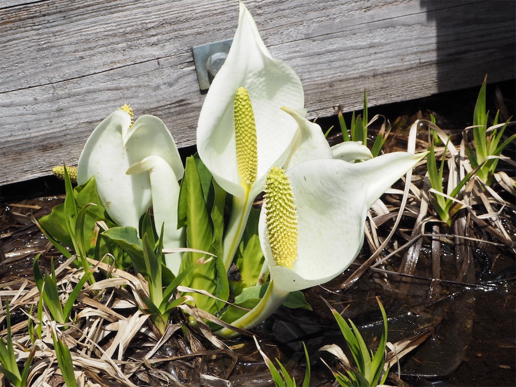 f:id:otonajoshi:20170607152326j:image