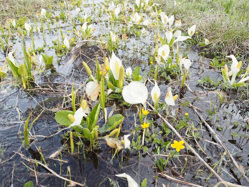 f:id:otonajoshi:20170607152449j:image