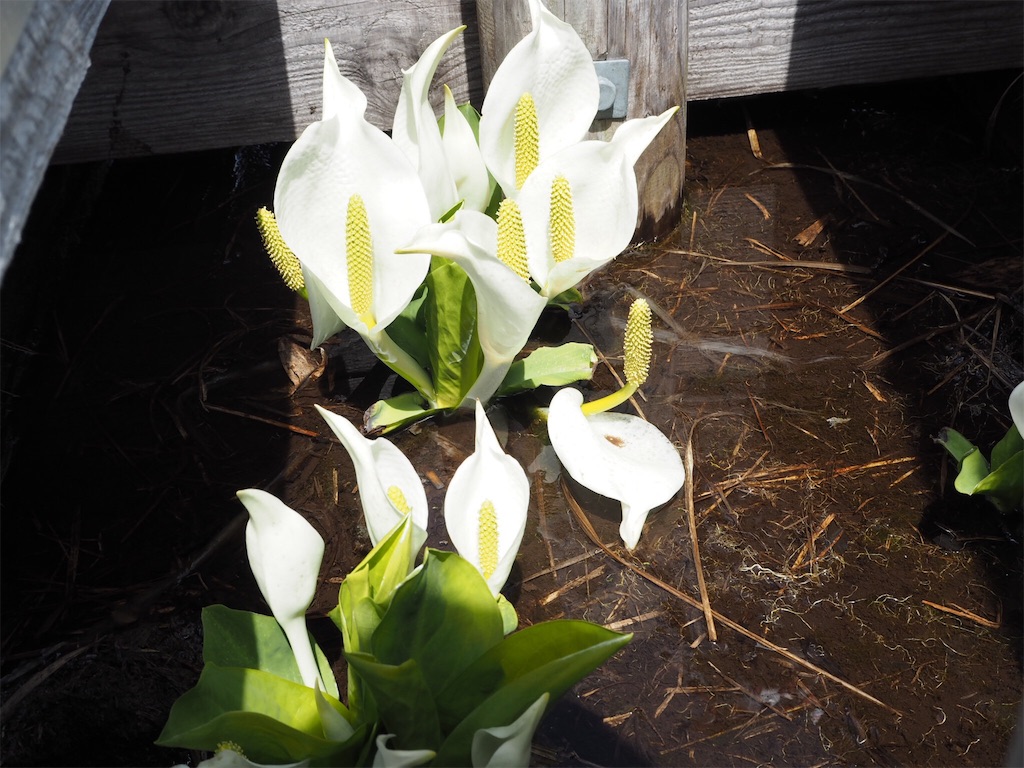 f:id:otonajoshi:20170607152512j:image