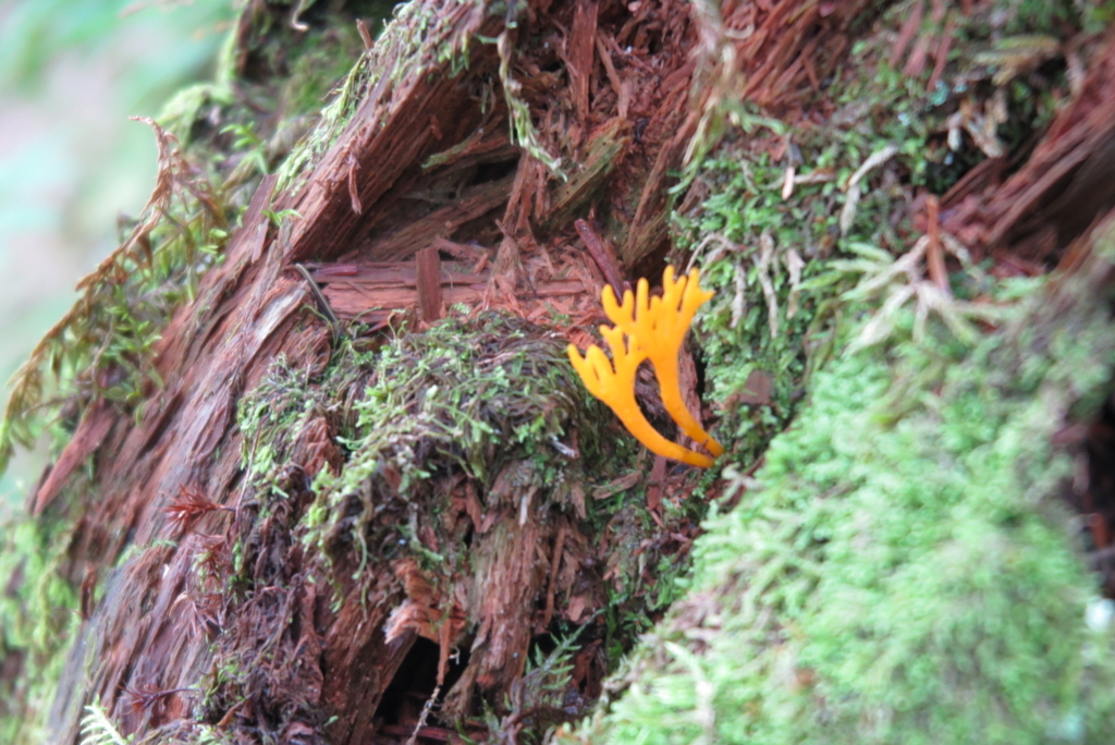 f:id:otonajoshi:20170821135949j:plain