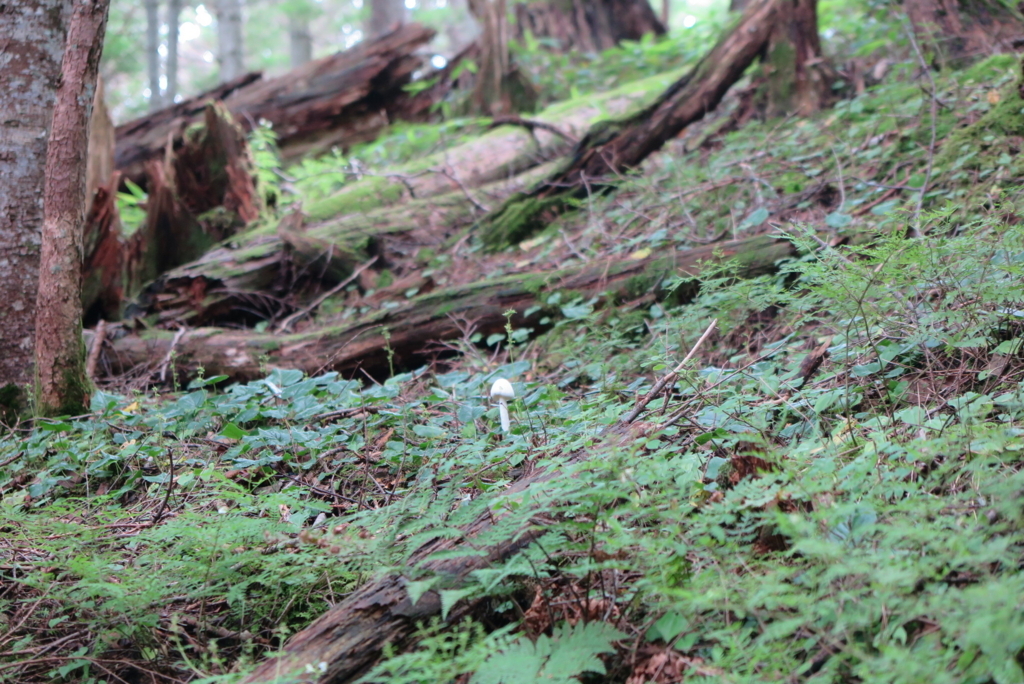 f:id:otonajoshi:20170823111243j:plain