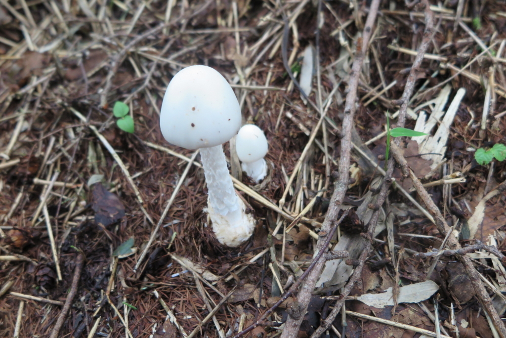 f:id:otonajoshi:20170823120959j:plain