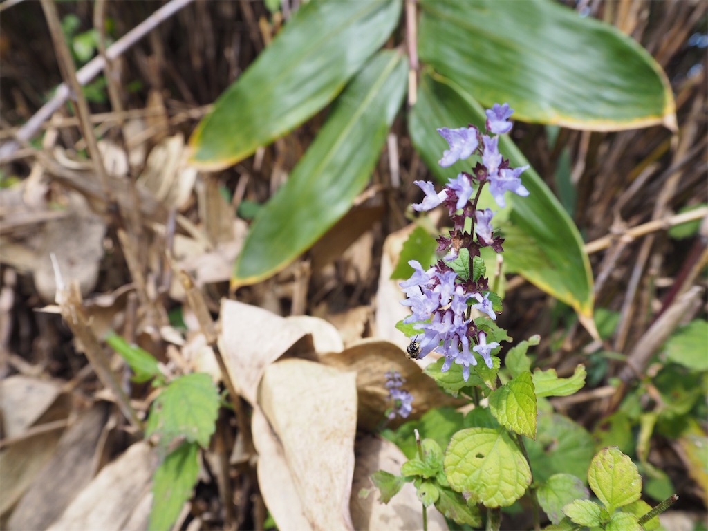 f:id:otonajoshi:20170924182654j:image