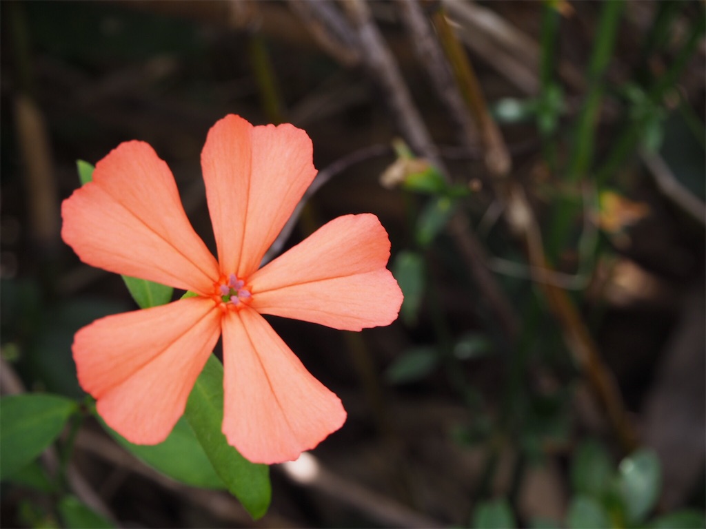 f:id:otonajoshi:20170924182702j:image