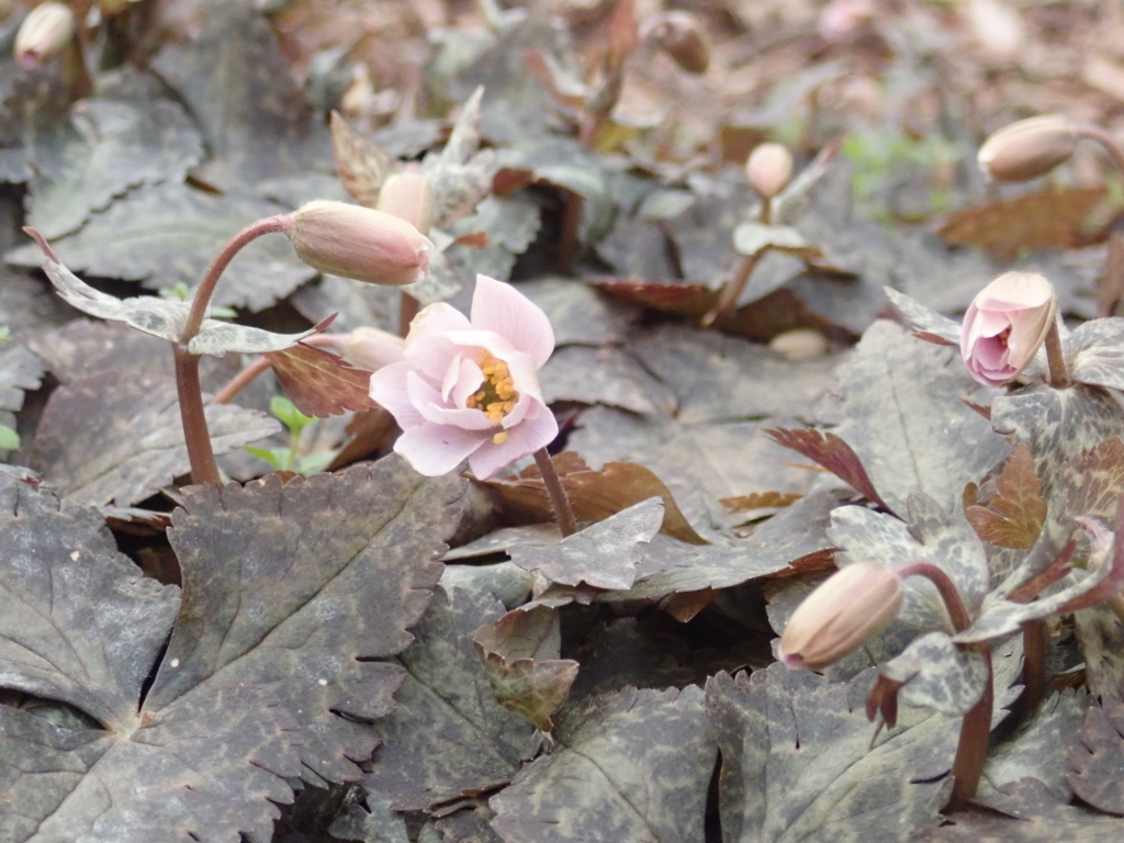 f:id:otonajoshi:20180222111739j:plain f:id:otonajoshi:20180222111739j:plain