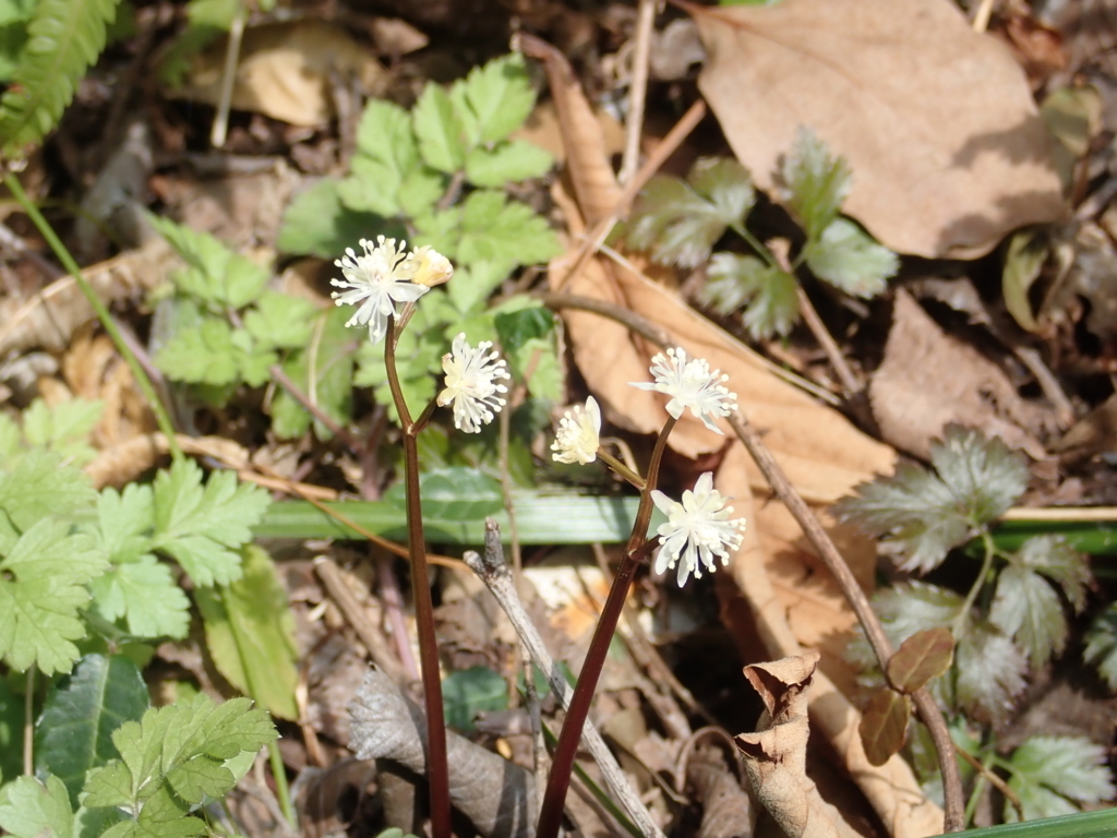 f:id:otonajoshi:20180222112249j:plain f:id:otonajoshi:20180222112249j:plain