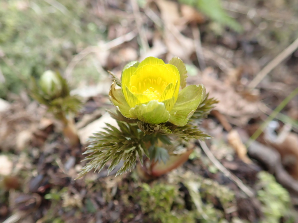 f:id:otonajoshi:20180222130525j:plain f:id:otonajoshi:20180222130525j:plain