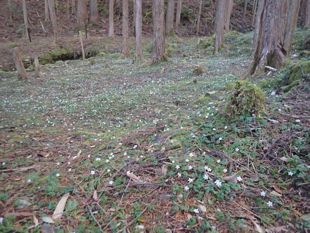 f:id:otonajoshi:20180223084056j:plain f:id:otonajoshi:20180223084056j:plain