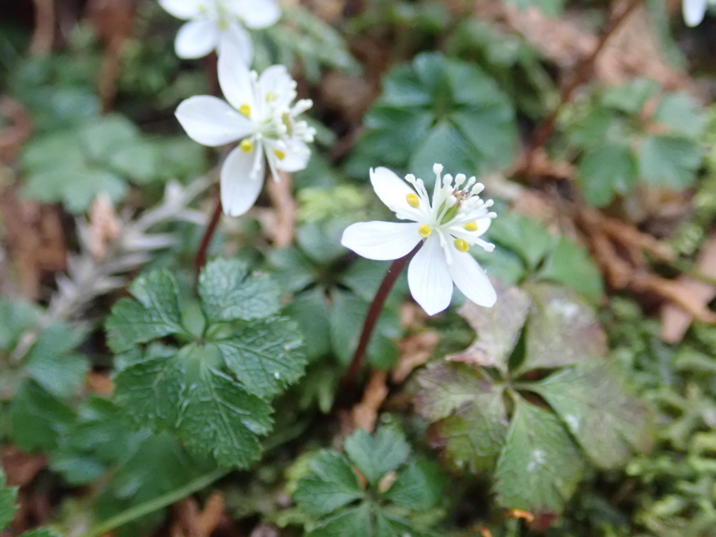 f:id:otonajoshi:20180223084444j:plain f:id:otonajoshi:20180223084444j:plain