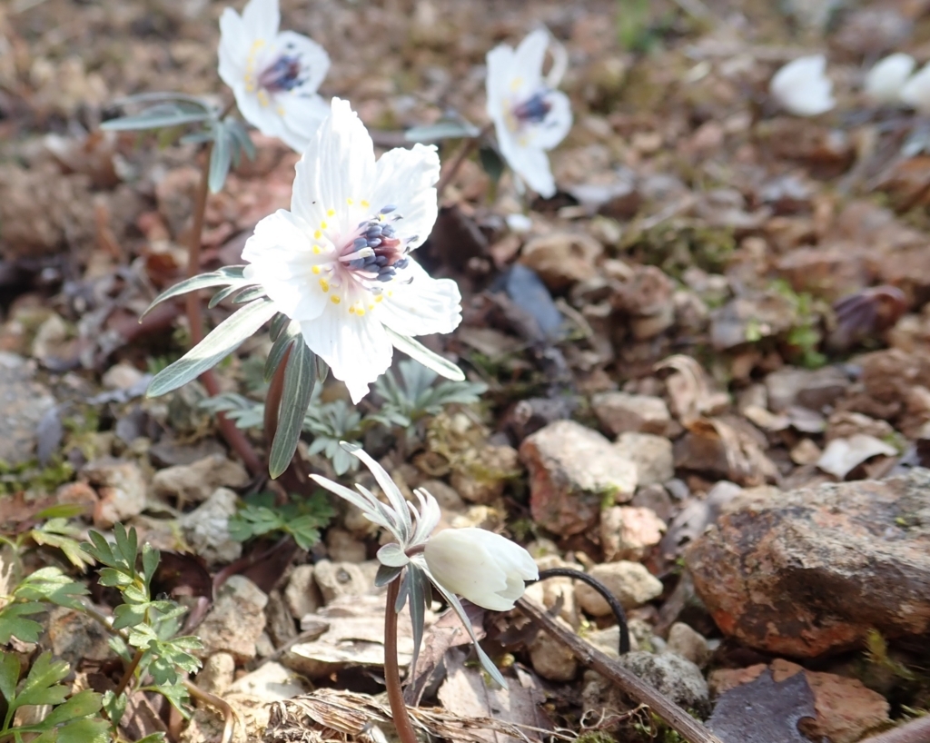 f:id:otonajoshi:20180223133208j:plain f:id:otonajoshi:20180223133208j:plain