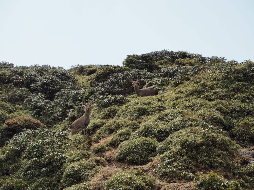 f:id:otonajoshi:20180315112313j:plain