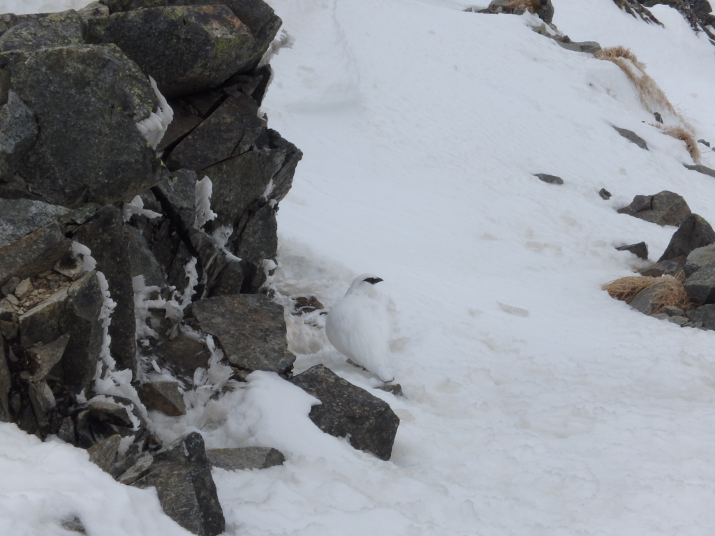 f:id:otonajoshi:20180403133029j:plain