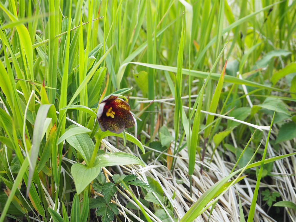 f:id:otonajoshi:20180613154558j:image