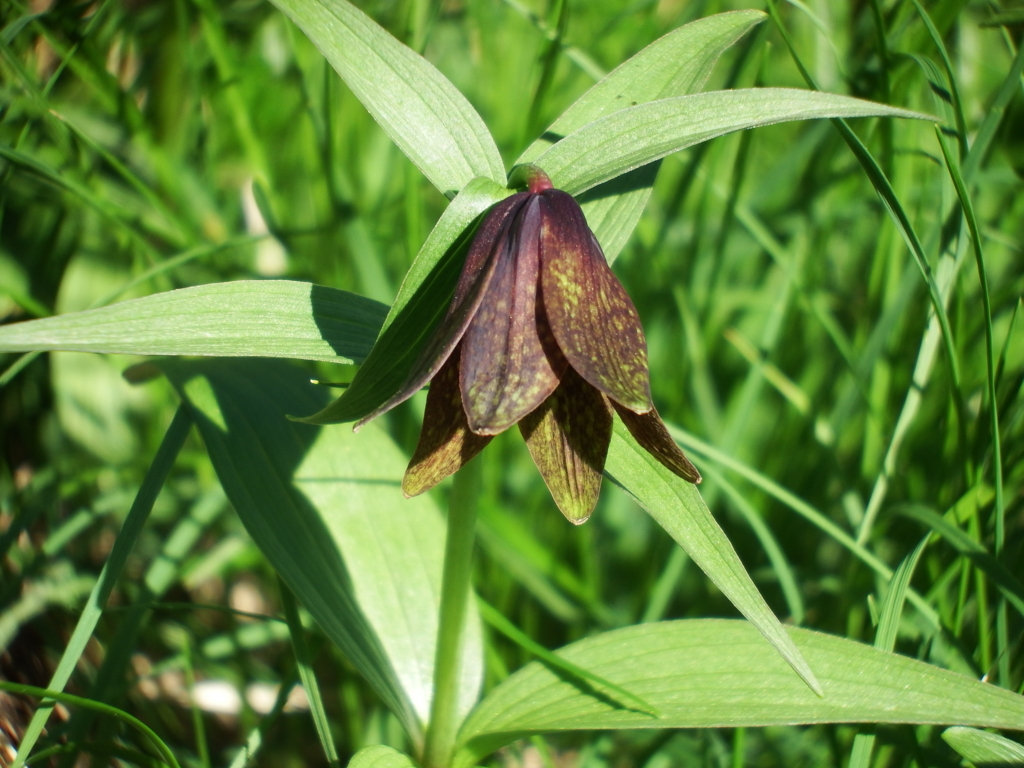 f:id:otonajoshi:20180718071901j:plain