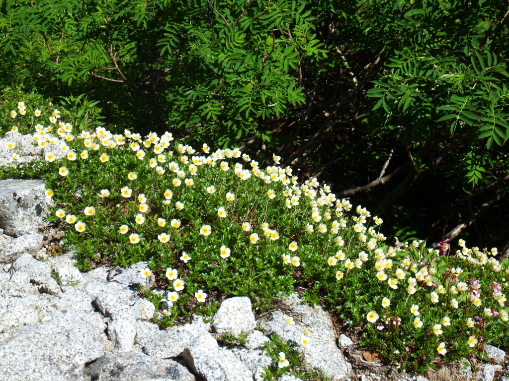 f:id:otonajoshi:20180718073124j:plain