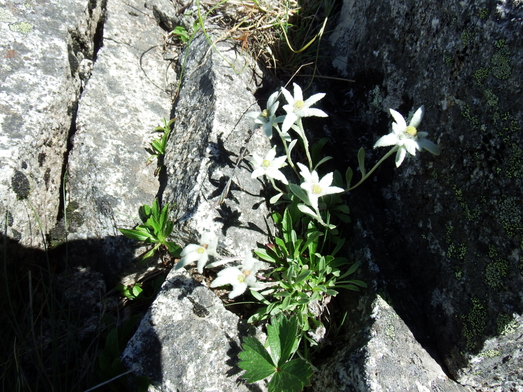 f:id:otonajoshi:20180718081518j:plain