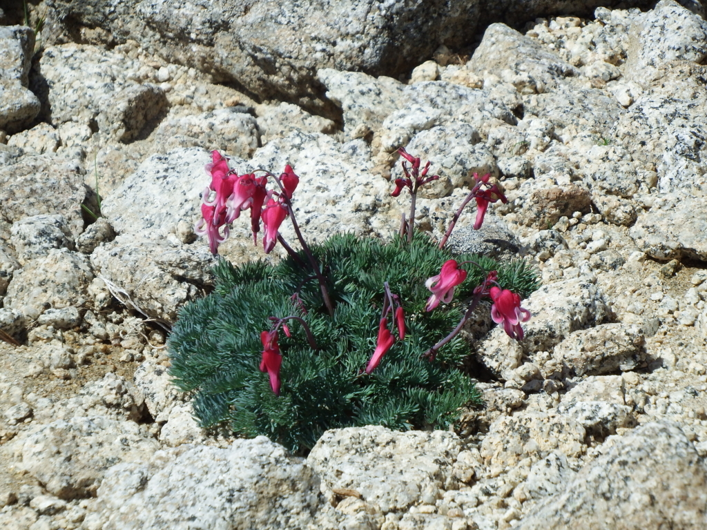 f:id:otonajoshi:20180718093442j:plain