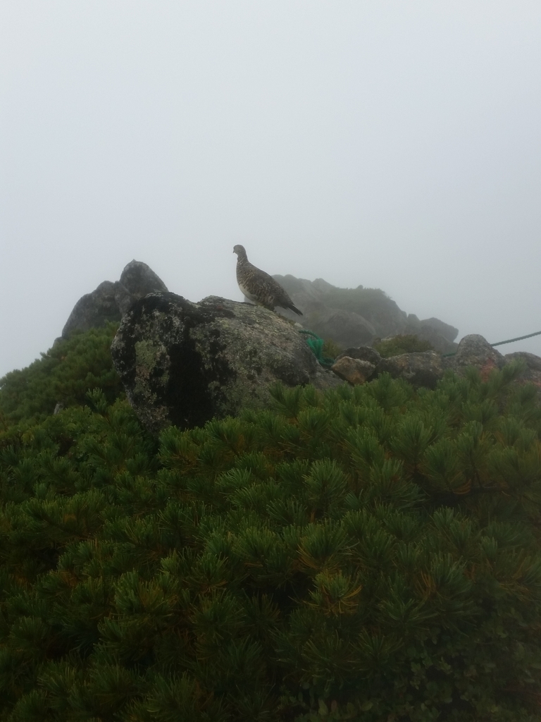 f:id:otonajoshi:20180831092902j:plain f:id:otonajoshi:20180831092902j:plain