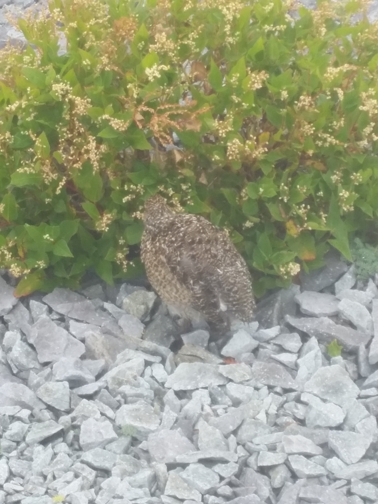 f:id:otonajoshi:20180901134828j:plain f:id:otonajoshi:20180901134828j:plain