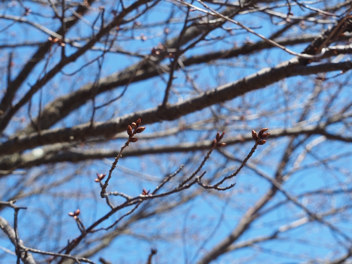 f:id:otonajoshi:20190413110204j:plain f:id:otonajoshi:20190413110204j:plain