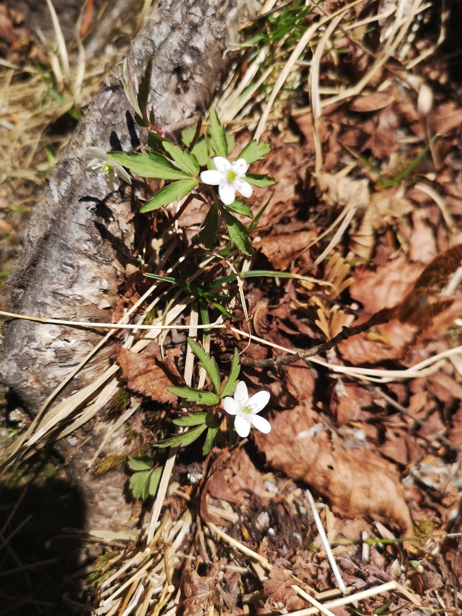 f:id:otonajoshi:20190606105652j:plain f:id:otonajoshi:20190606105652j:plain