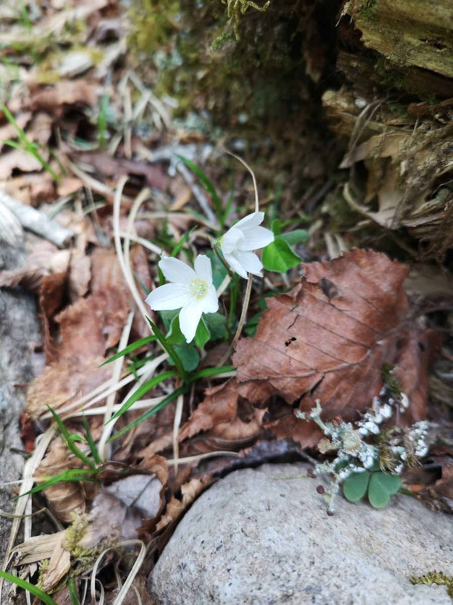 f:id:otonajoshi:20190606133338j:plain f:id:otonajoshi:20190606133338j:plain