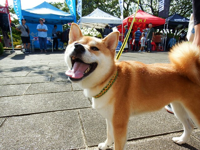 f:id:otonajoshi:20191007203950j:image