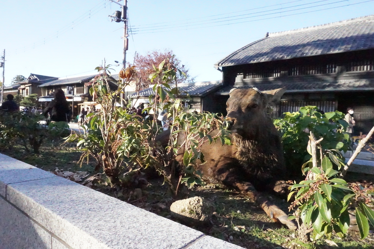 f:id:otonajoshi:20191123151122j:plain f:id:otonajoshi:20191123151122j:plain