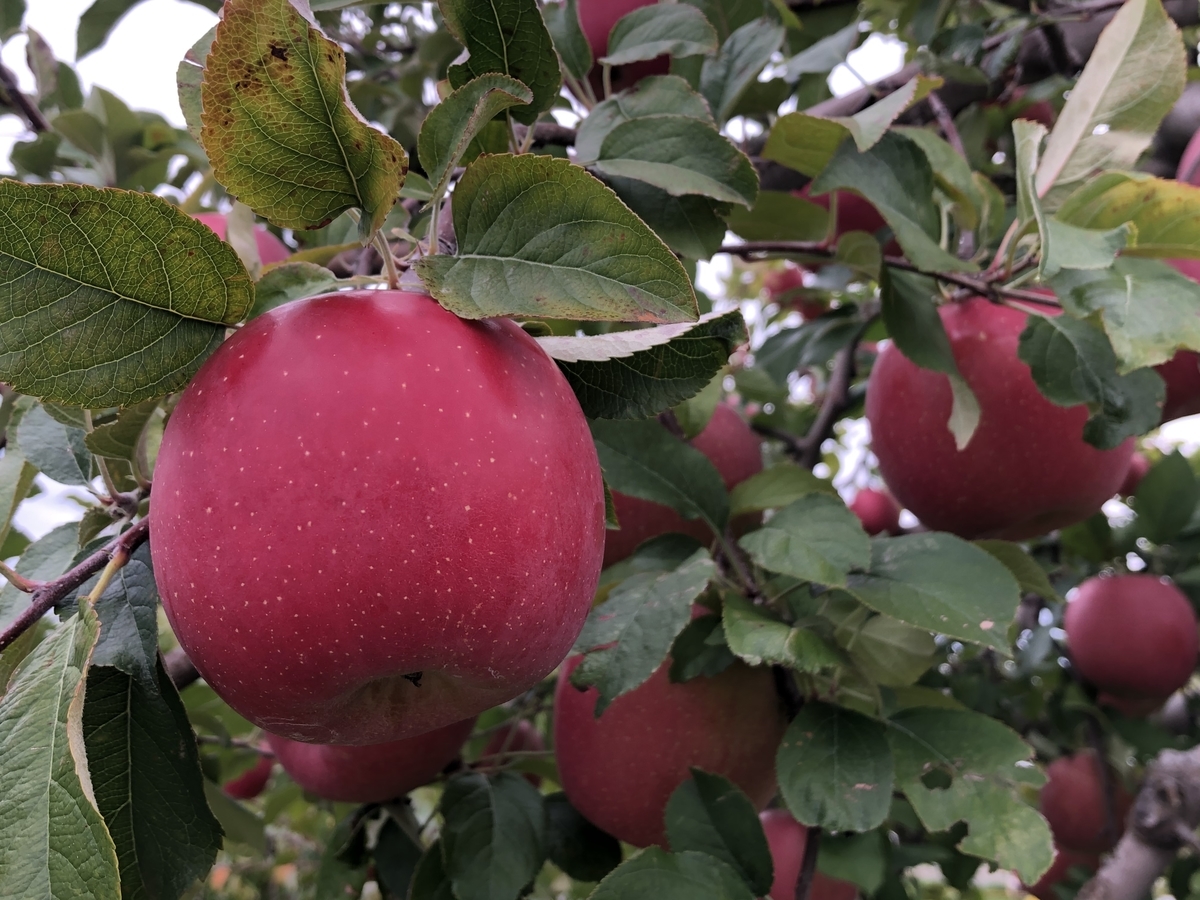 f:id:otonajoshi:20201010094147j:plain