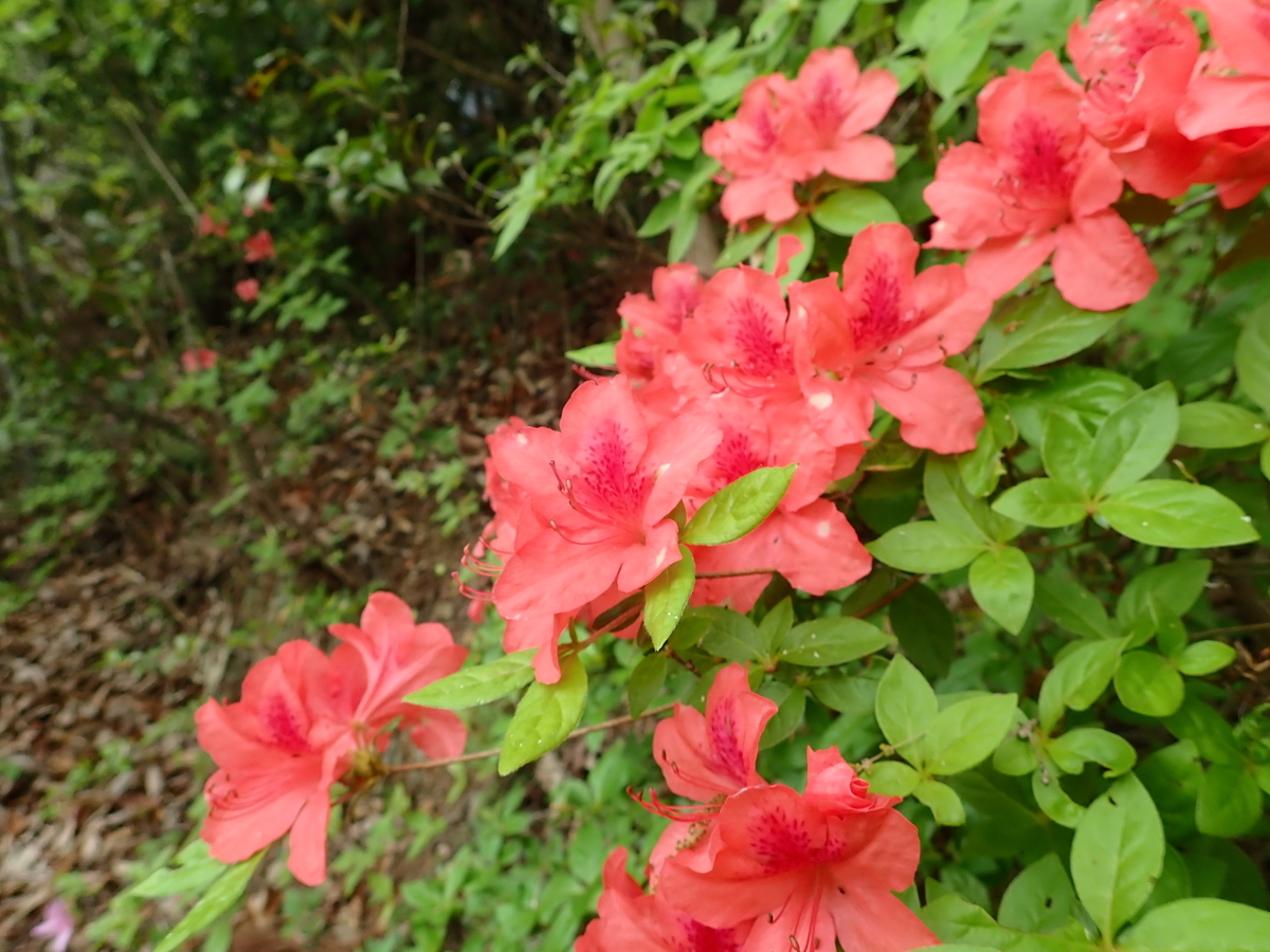 f:id:otonajoshi:20210424095942j:plain