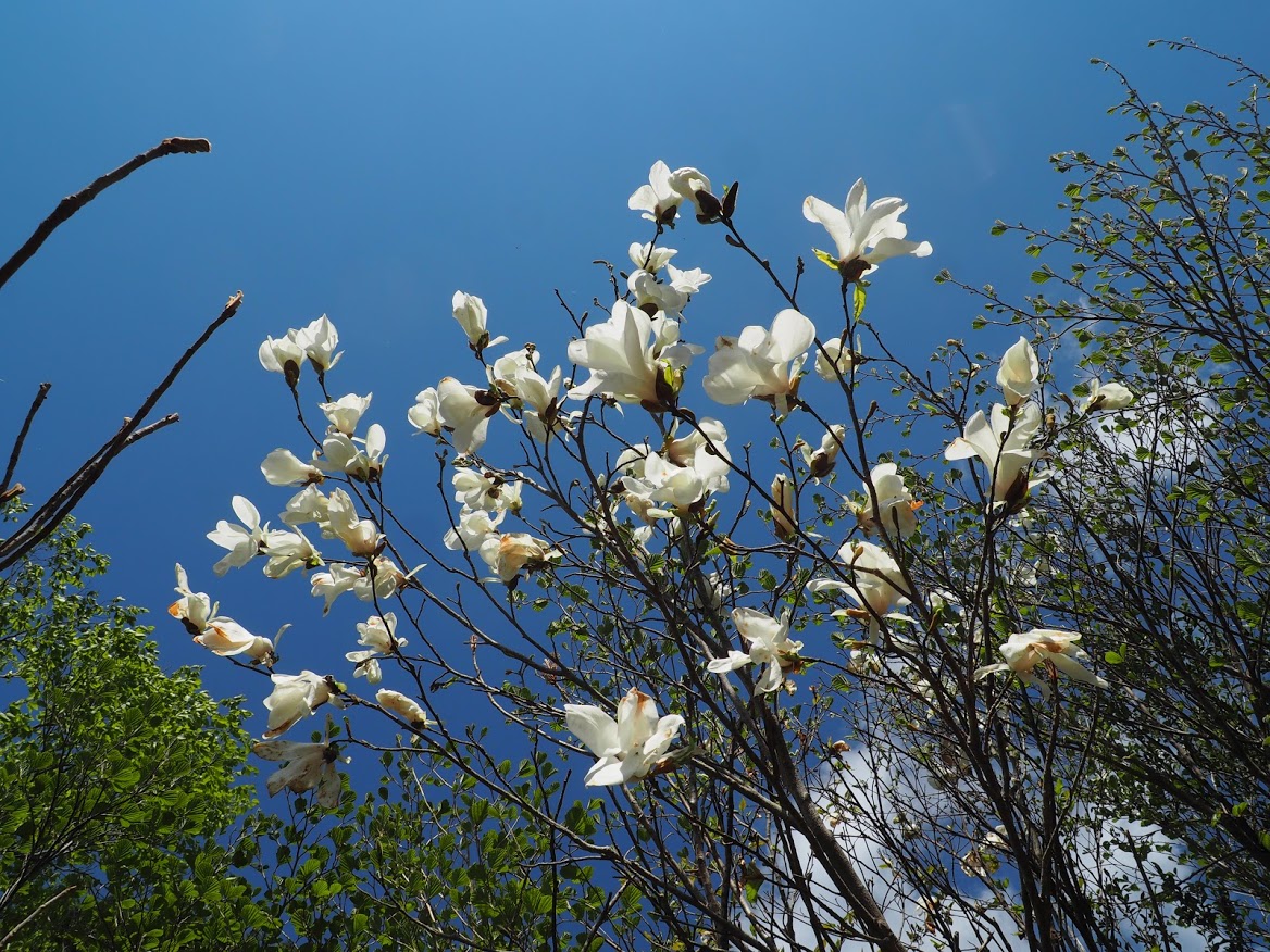 f:id:otonajoshi:20210523153305j:plain