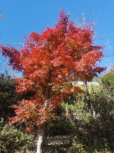 f:id:otonajoshi:20211111210758j:image