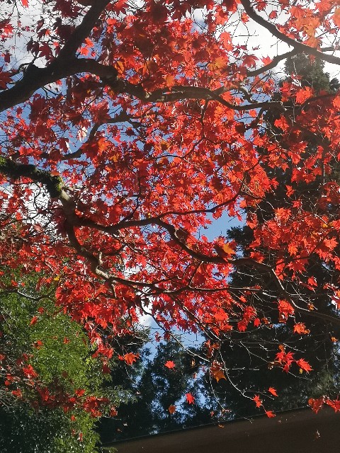f:id:otonajoshi:20211111212209j:image