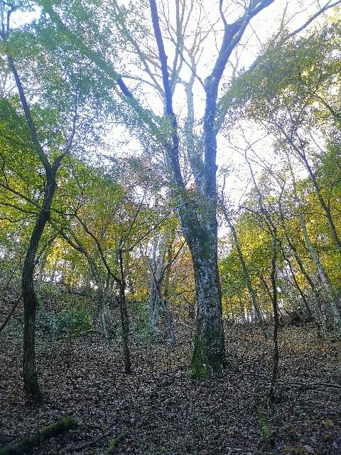 f:id:otonajoshi:20211111224105j:image