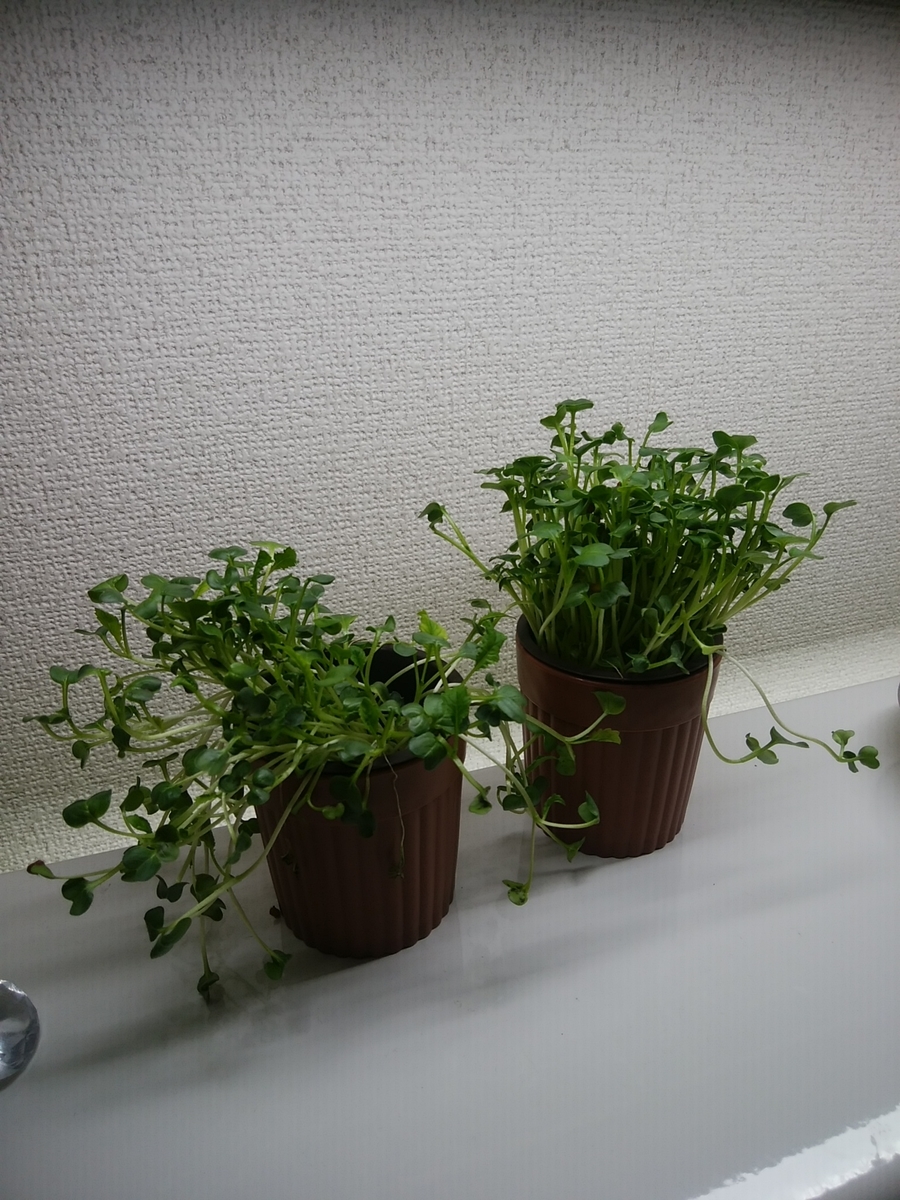 f:id:otonamaigo:20190523215249j:plain