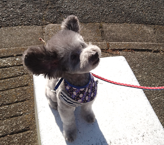 小型犬と１０年一緒にいて良かった事と後悔している事 おとなんブログ