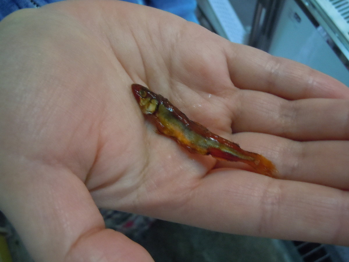 f:id:otonano_ensoku:20190423094157j:plain