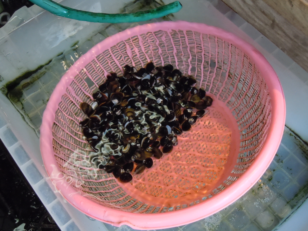 f:id:otonano_ensoku:20190510122711j:plain