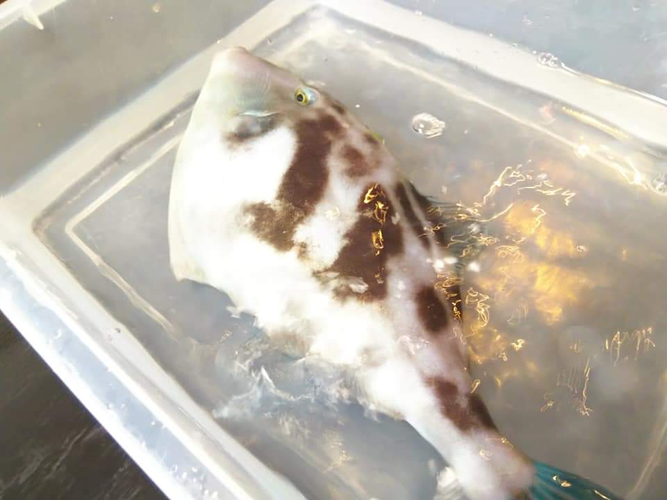 f:id:otonano_ensoku:20200607114423j:plain f:id:otonano_ensoku:20200607114423j:plain