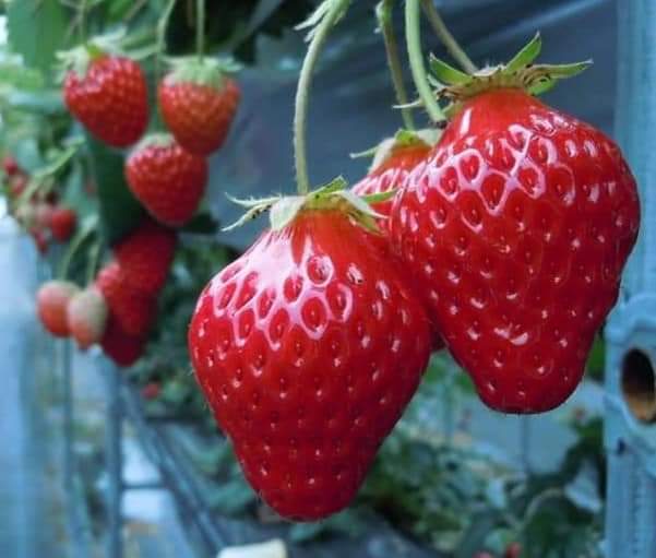 f:id:otonano_ensoku:20200621122625j:plain f:id:otonano_ensoku:20200621122625j:plain