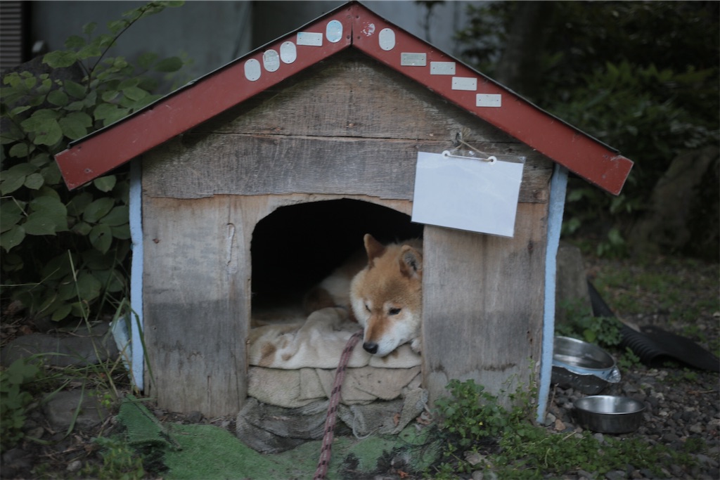f:id:otonatoshoshitu:20190625223208j:image f:id:otonatoshoshitu:20190625223208j:image