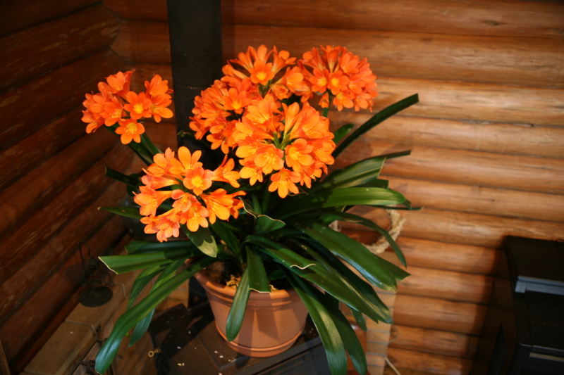 f:id:otonokoya:20110426171049j:image