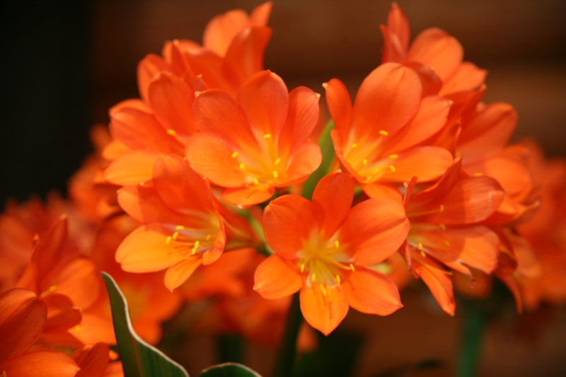 f:id:otonokoya:20110426171650j:image