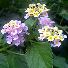 f:id:otoshimono:20070810084400j:image:left