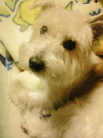 f:id:otoshimono:20081127014424j:image:right