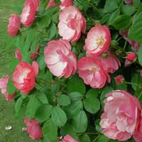 f:id:otoshimono:20090513085248j:image
