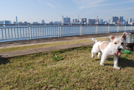 f:id:otoshimono:20101128114754j:image