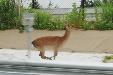 f:id:otoshimono:20120520075314j:image