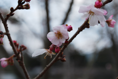 f:id:otoshimono:20130102130058j:image
