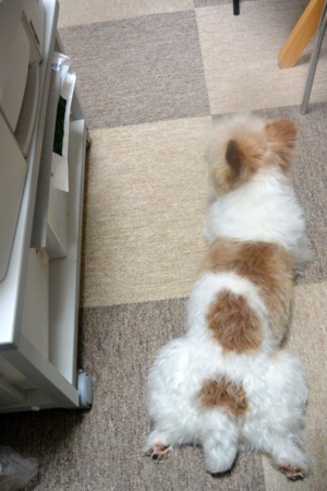 f:id:otoshimono:20130607120838j:image